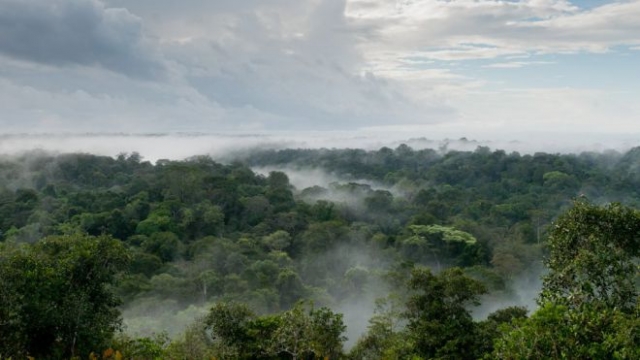 © G.FEUILLET/PARC AMAZONIEN DE GUYANE Brumes de lever du jour sur la canopée